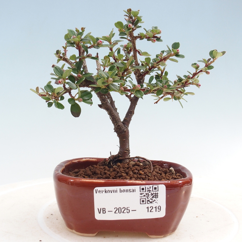 Vonkajší bonsai - Cotoneaster horizontalis - Skalník