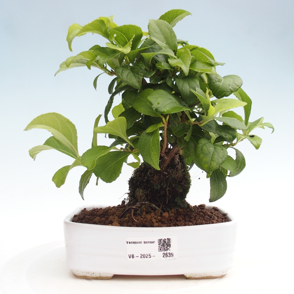 Vonkajšie bonsai - Celastrus Jesenec
