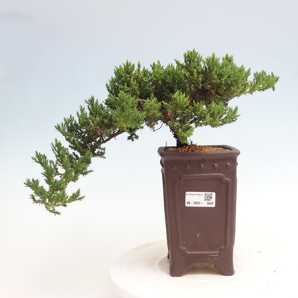 Vonkajší bonsai - Juniperus procumbens - Borievka polehavá