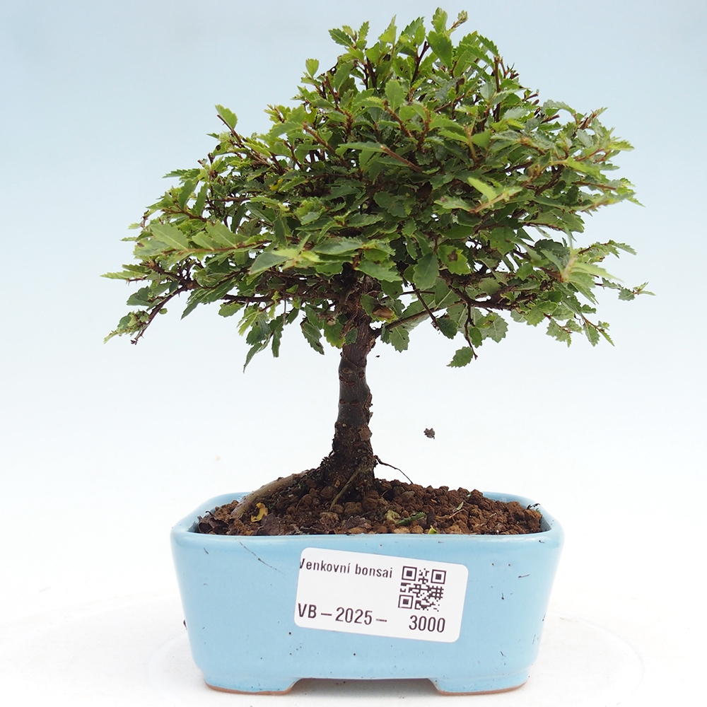 Vonkajší bonsai - Ulmus parvifolia Sagei - Malolistý brest