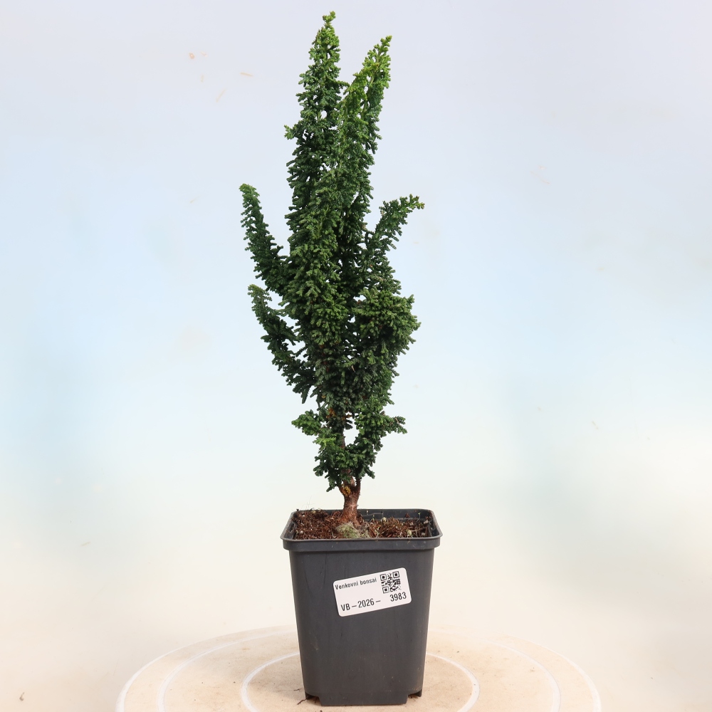 Vonkajší bonsaj - Cham. obtusa SEKKA HINOKI - Cypruštek