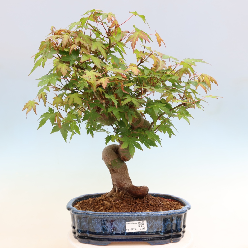 Vonkajšie bonsaje - Javor Burger - Acer Burgerianum
