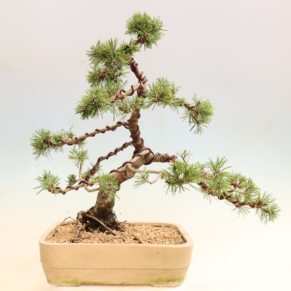 Vonkajšie bonsaje – Pinus mugo Humpy – borovica krivá
