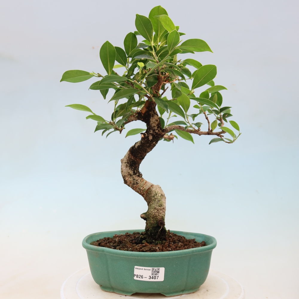 Izbové bonsaje - Ficus kimmen - drobnolistý fikus