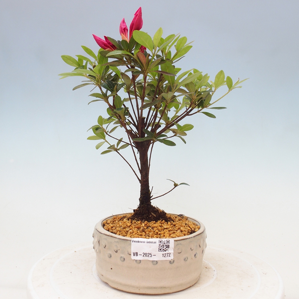 Vonkajší bonsai - Japonská azalka - Azalea sp.
