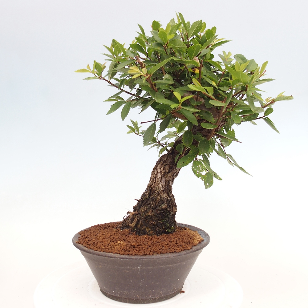Vonkajšie bonsai - Zelkova - Zelkova serrata