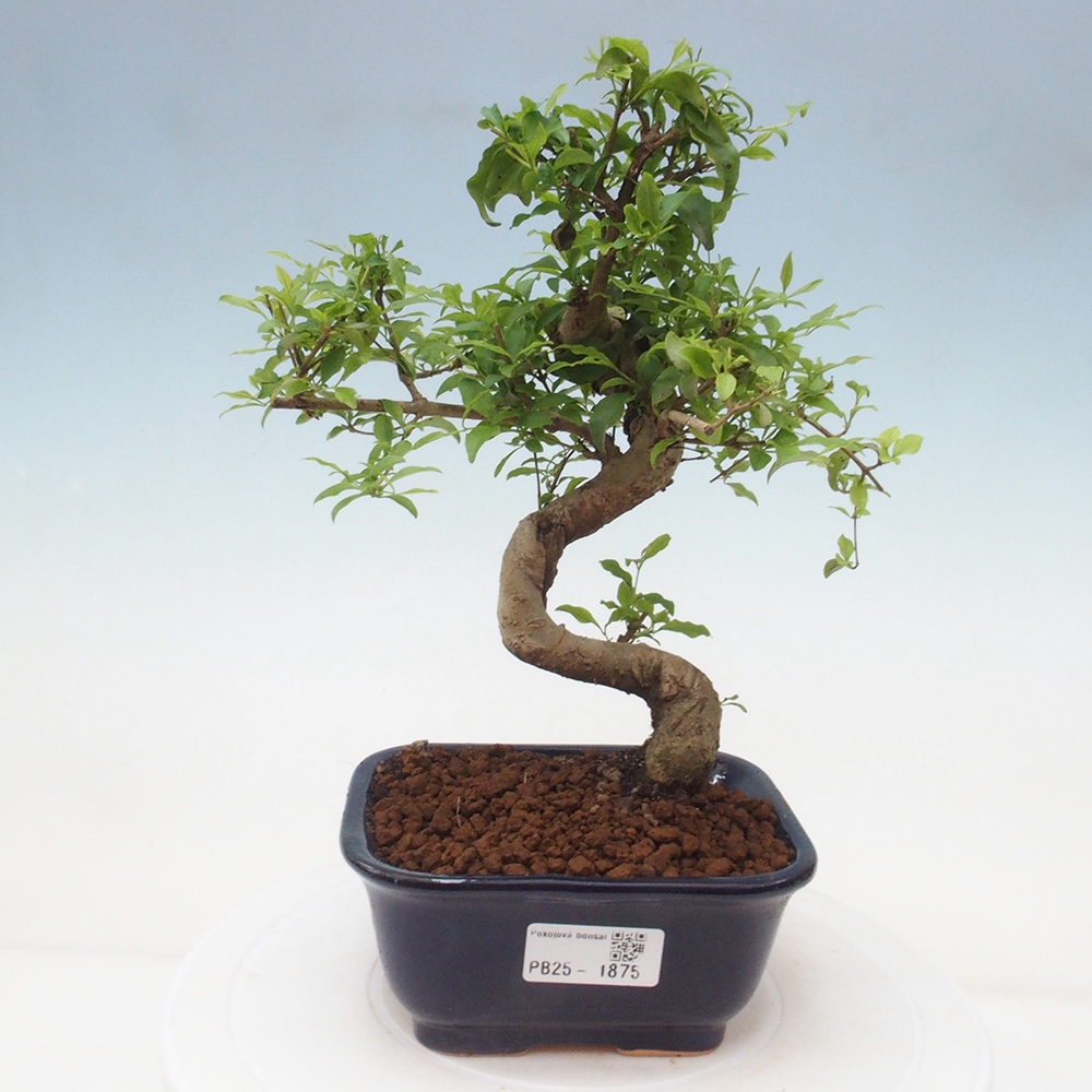 Izbová bonsai -Ligustrum chinensis - Vtáčí zob