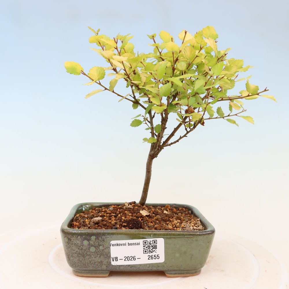 Vonkajší bonsai – trpasličia breza – Betula NANA Golden Treasure