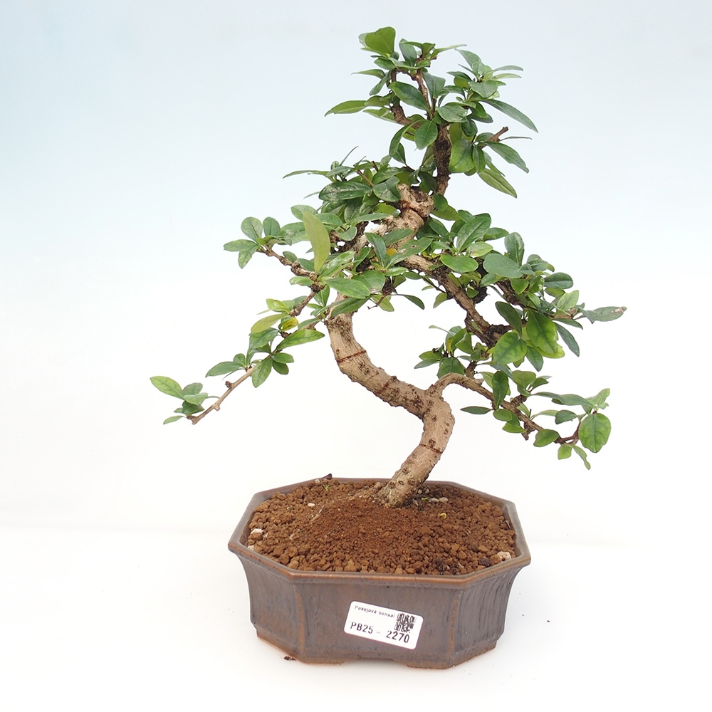 Izbová bonsai - Carmona macrophylla - Čaj fuki