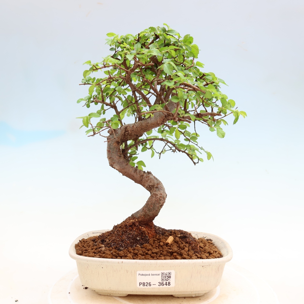Izbový bonsaj - Ulmus parvifolia - brest malolistý