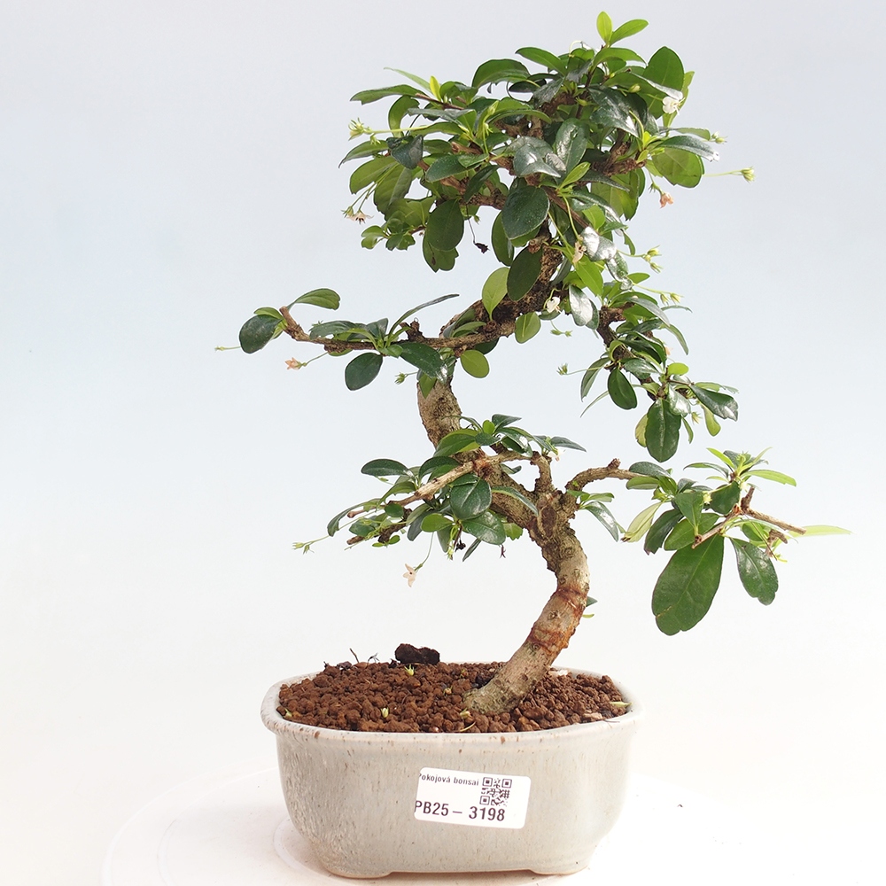 Izbová bonsai - Carmona macrophylla - Čaj fuki