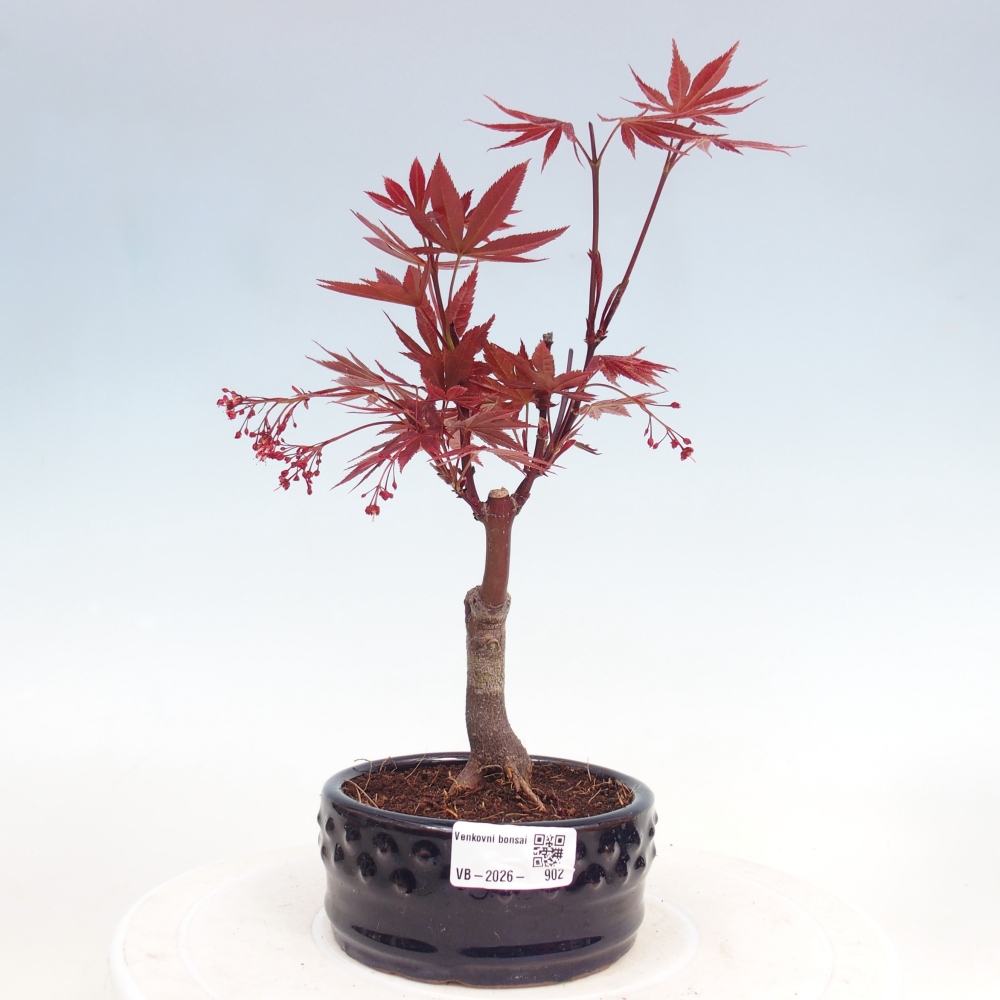 Vonkajší bonsai - Acer palm. Atropurpureum-Javor dlanitolistý