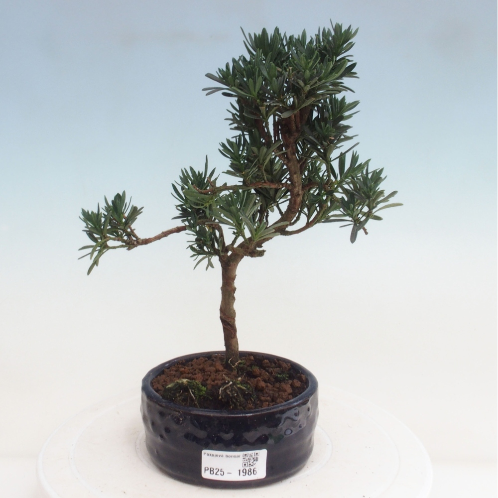 Izbová bonsai - Podocarpus - Kamenný tis