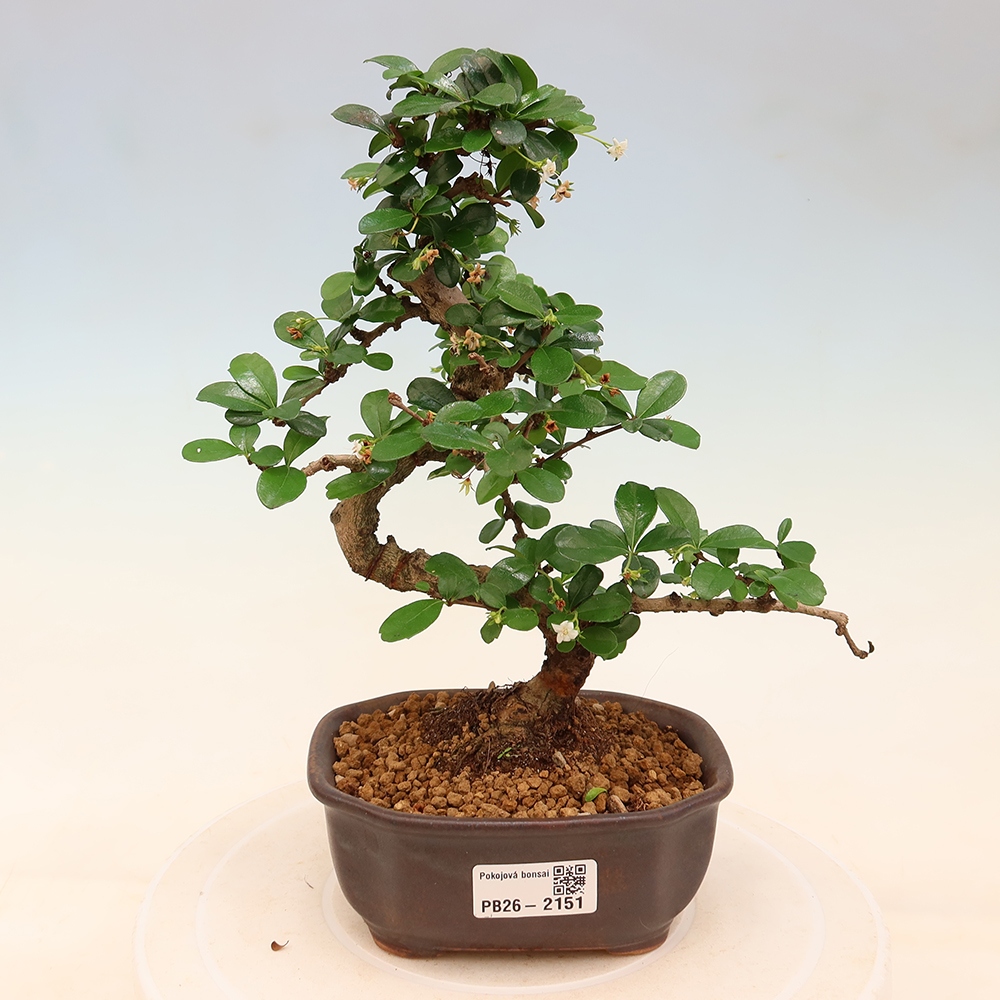 Izbové bonsaje - Carmona macrophylla - Tea fuki