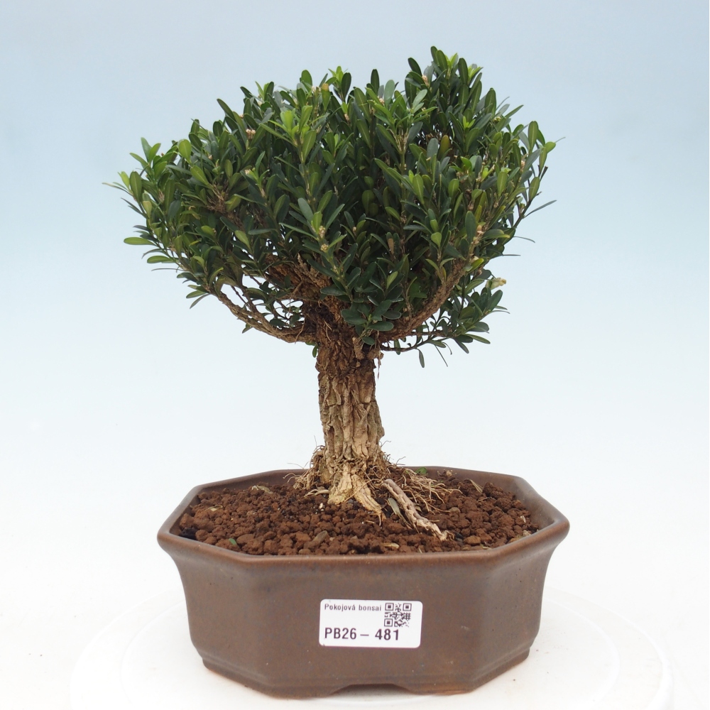 Izbové bonsaje - Buxus harlandii - korkový buxus