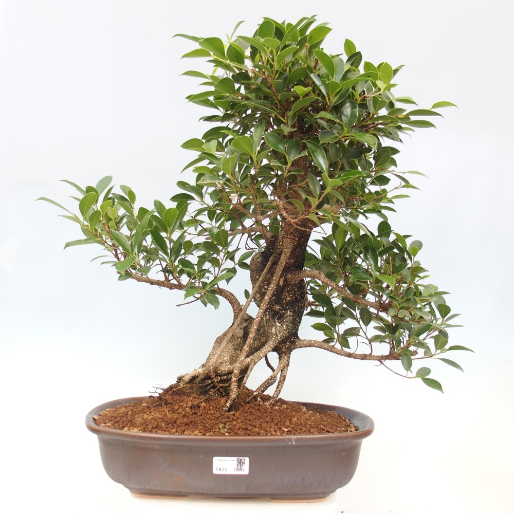 Izbový bonsaj - Ficus kimmen - drobnolistý fikus - len osobný odber alebo preprava na paletách