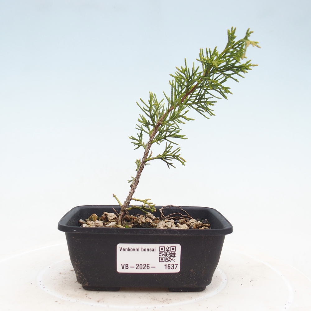 Vonkajší bonsaj - Juniperus chinensis Itoigawa