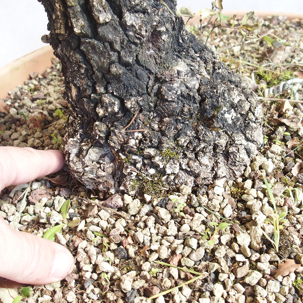 Vonkajší bonsai Quercus Cerris - Dub Cer