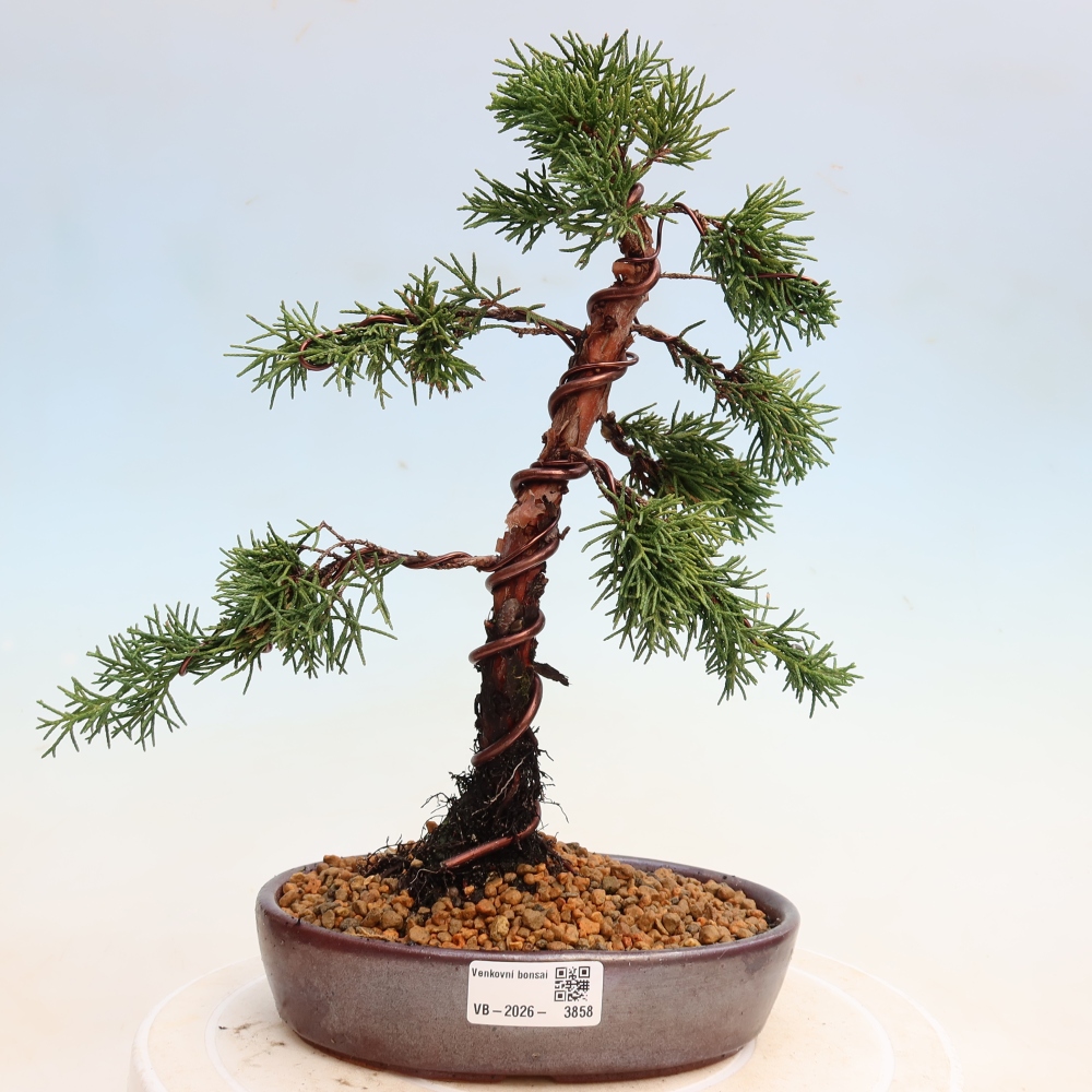 Vonkajší bonsaj - Juniperus chinensis Kishu