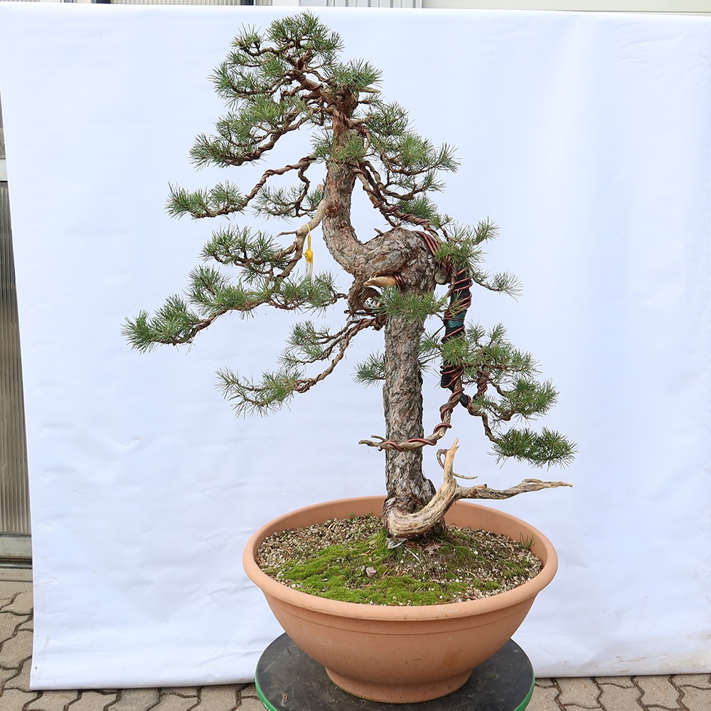 Pinus sylvestris Španielsko – borovica lesná
