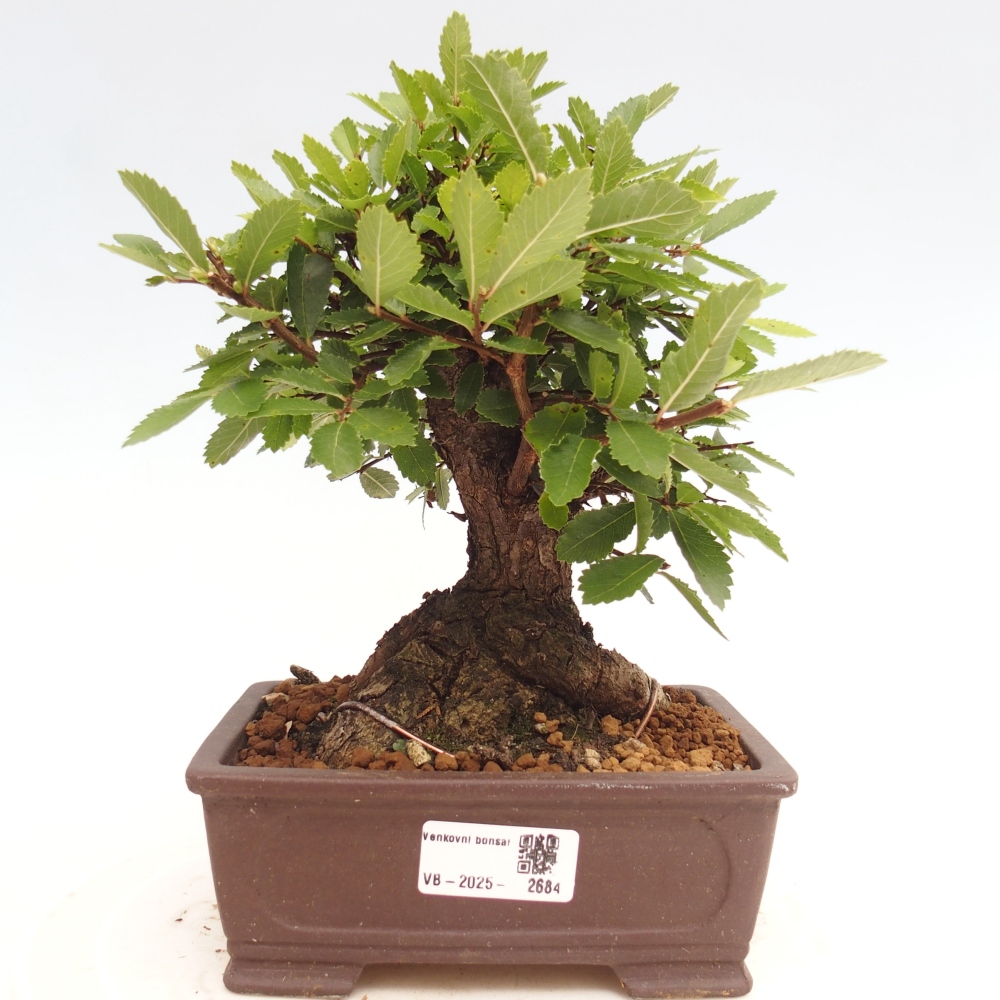 Vonkajšie bonsai - Zelkova - Zelkova Nirom