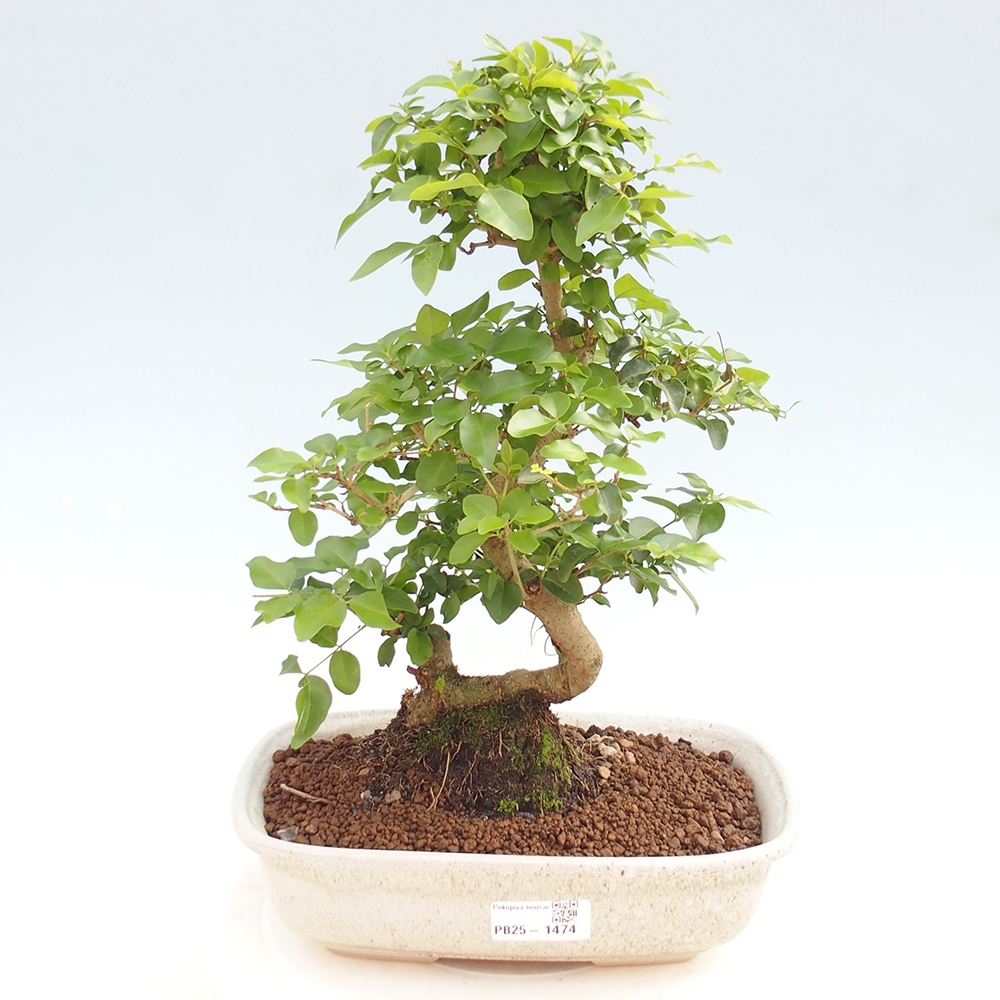Izbová bonsai -Ligustrum chinensis - Vtáčí zob