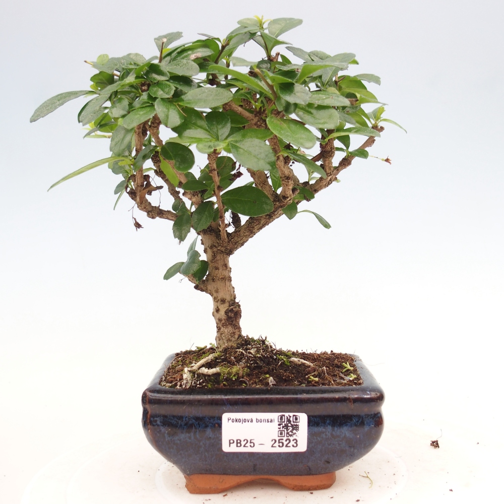 Izbová bonsai - Carmona macrophylla - Čaj fuki