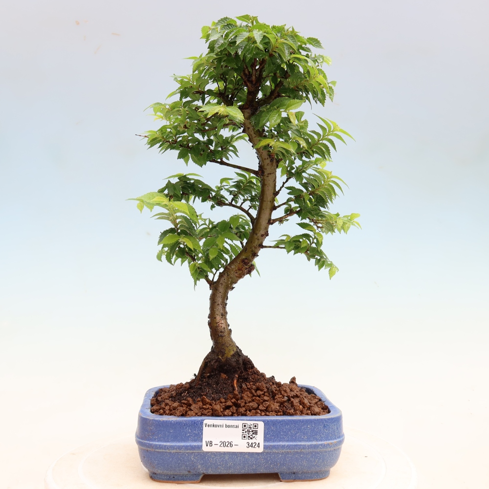 Vonkajší bonsai – Ulmus Jacqueline Hillier – javor krásny
