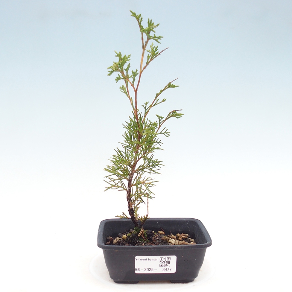 Vonkajší bonsaj - Juniperus chinensis Itoigawa