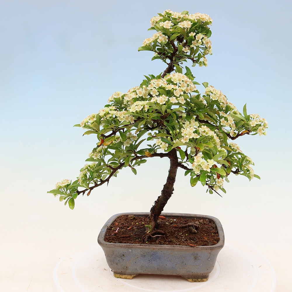 Vonkajší bonsai – Pyracantha teton – Hlohovec šarlátový