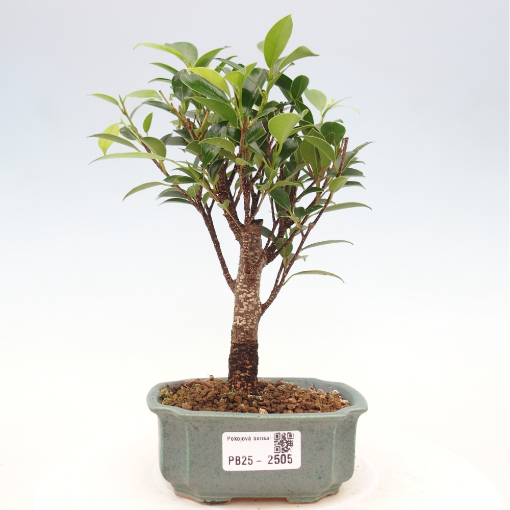 Izbová bonsai - Malolistý fikus - Ficus kimmen