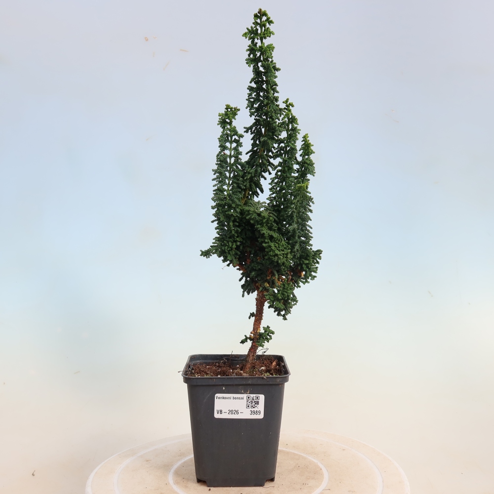 Vonkajší bonsaj - Cham. obtusa SEKKA HINOKI - Cypruštek
