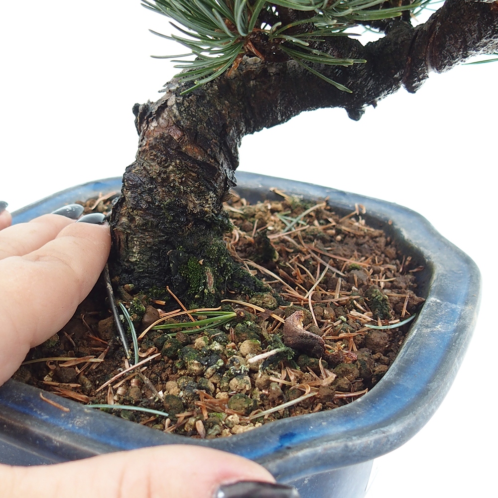 Vonkajšie bonsai - Pinus parviflora - Borovica drobnokvetá