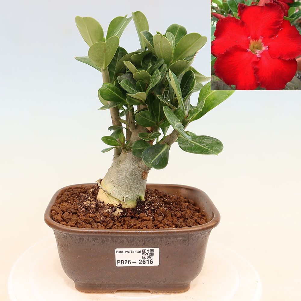Izba bonsai – Adenium obesum Red Star – Púštna ruža