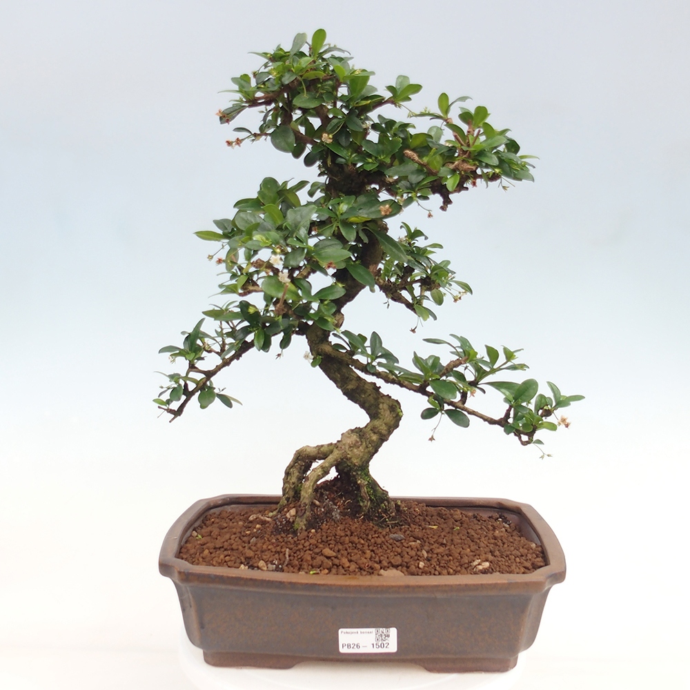 Izbové bonsaje - Carmona macrophylla - Tea fuki