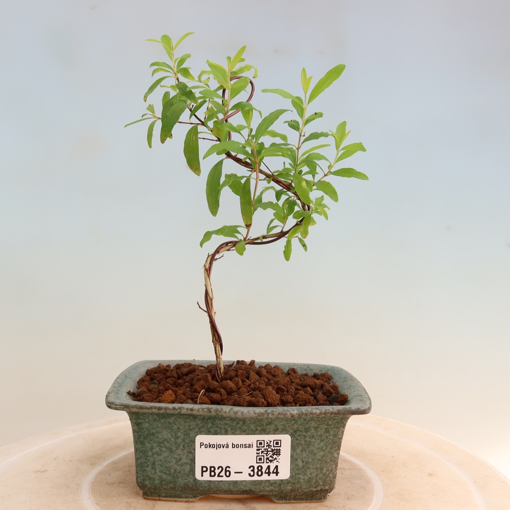 Izbový bonsaj-PUNICA granatum nana-Granátové jablko