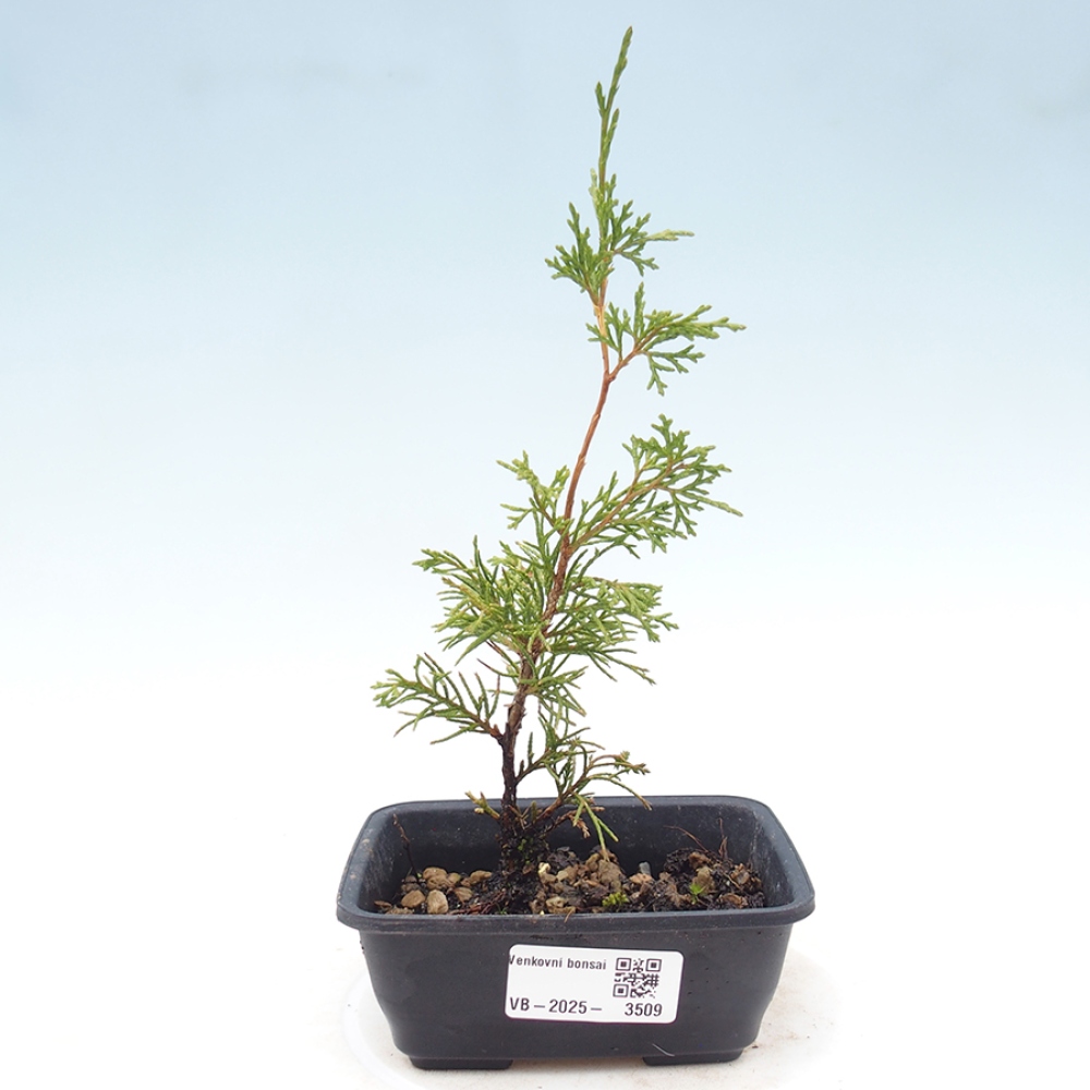 Vonkajší bonsaj - Juniperus chinensis Itoigawa