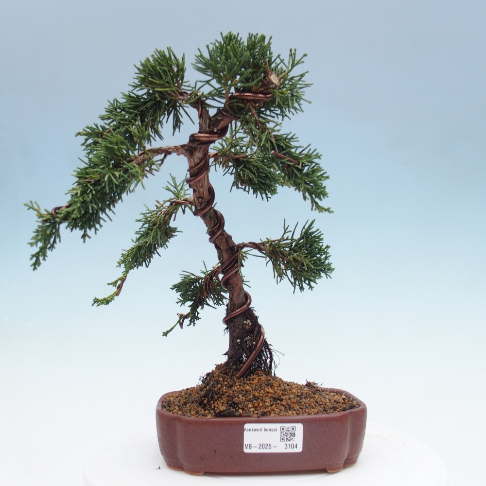 Vonkajší bonsai - Juniperus chinensis Kishu -Jalovec čínsky