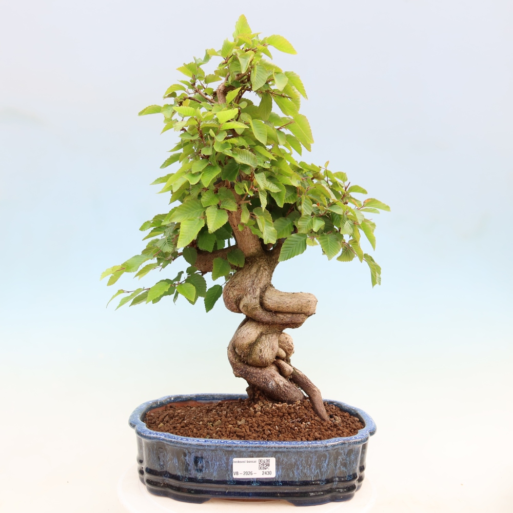 Vonkajší bonsaj -Carpinus coreana - Hrab kórejský