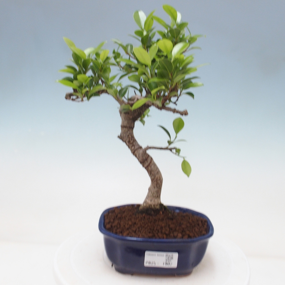 Izbová bonsai - Ficus retusa - malolistá fikus