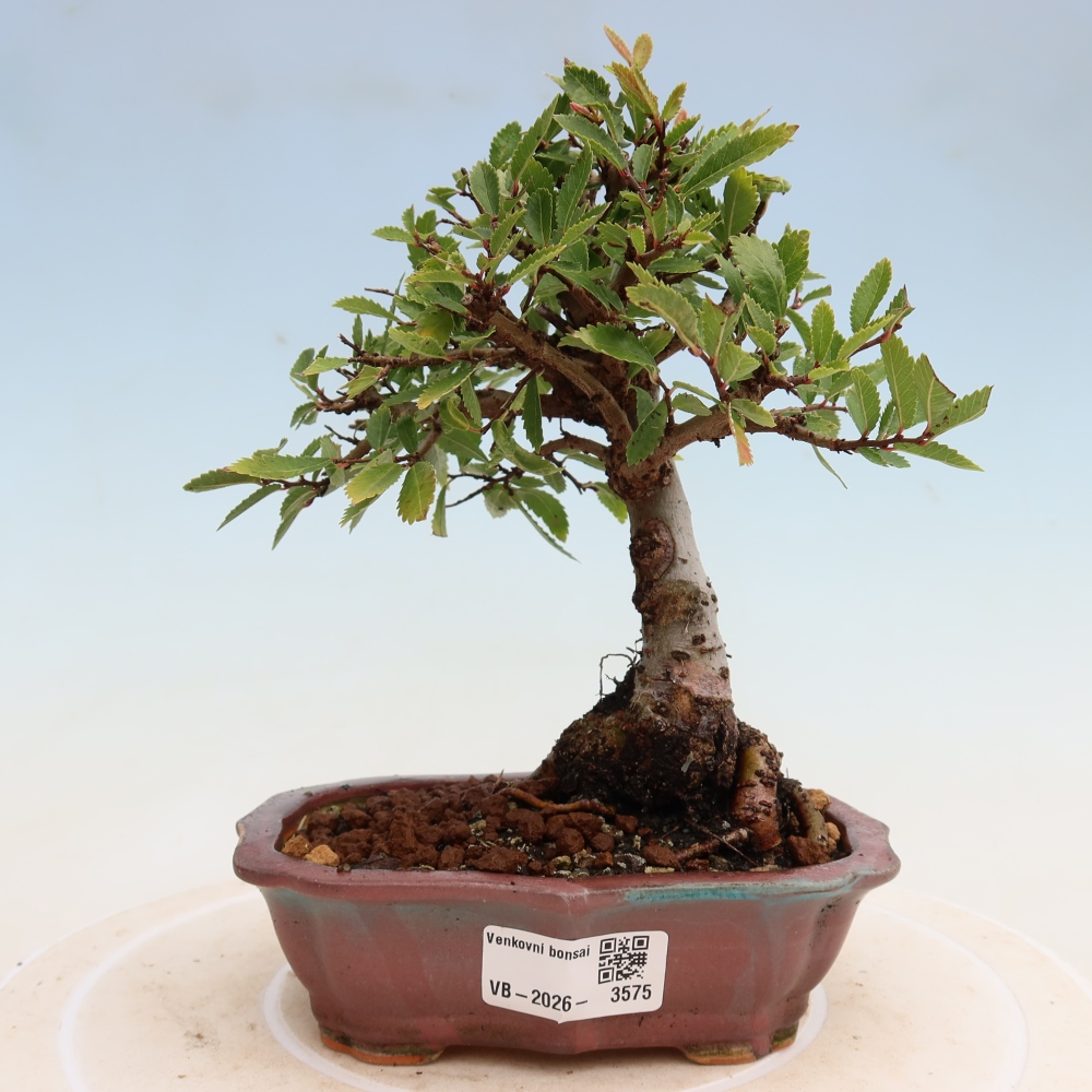 Vonkajšie bonsaje - Zelkova - Zelkova NIRE