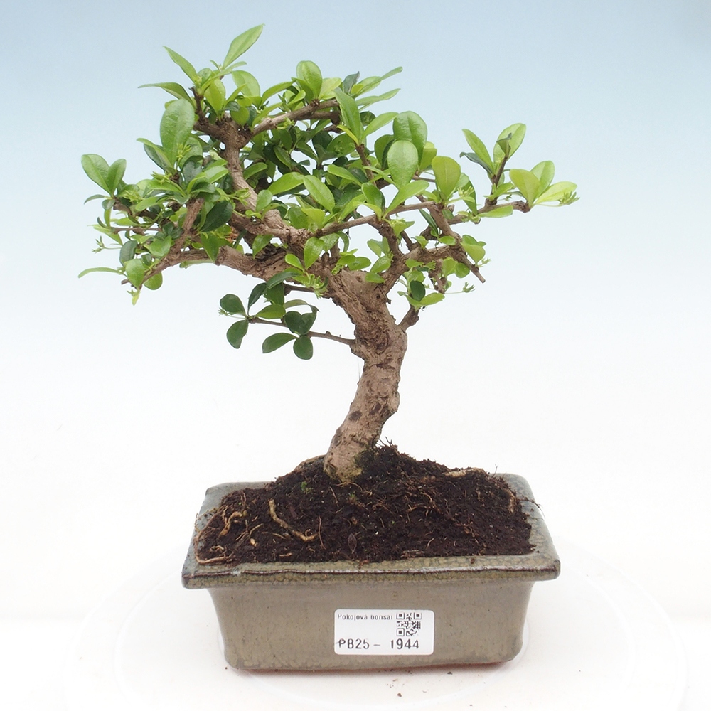 Izbová bonsai - Carmona macrophylla - Čaj fuki