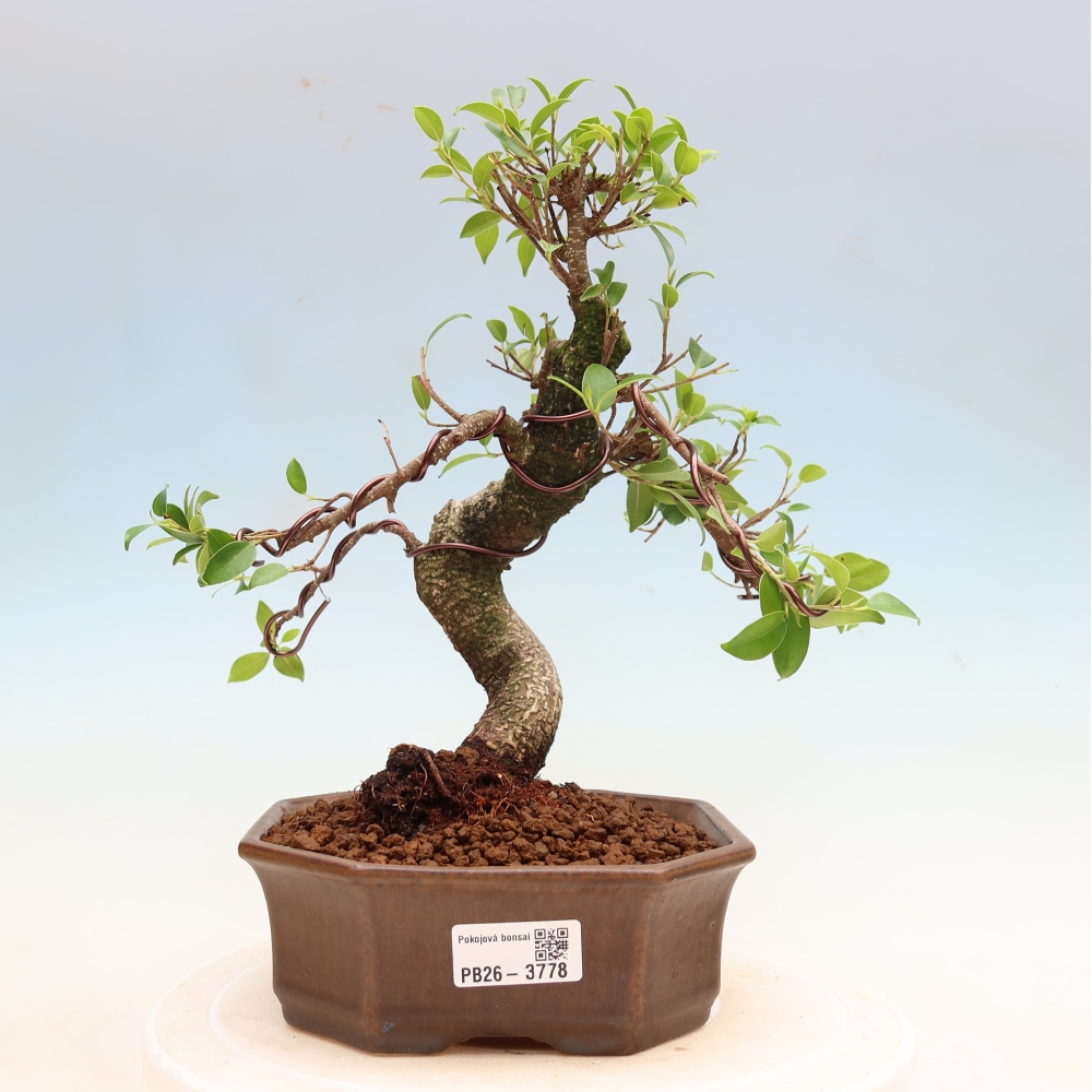 Izbové bonsaje - Ficus kimmen - drobnolistý fikus