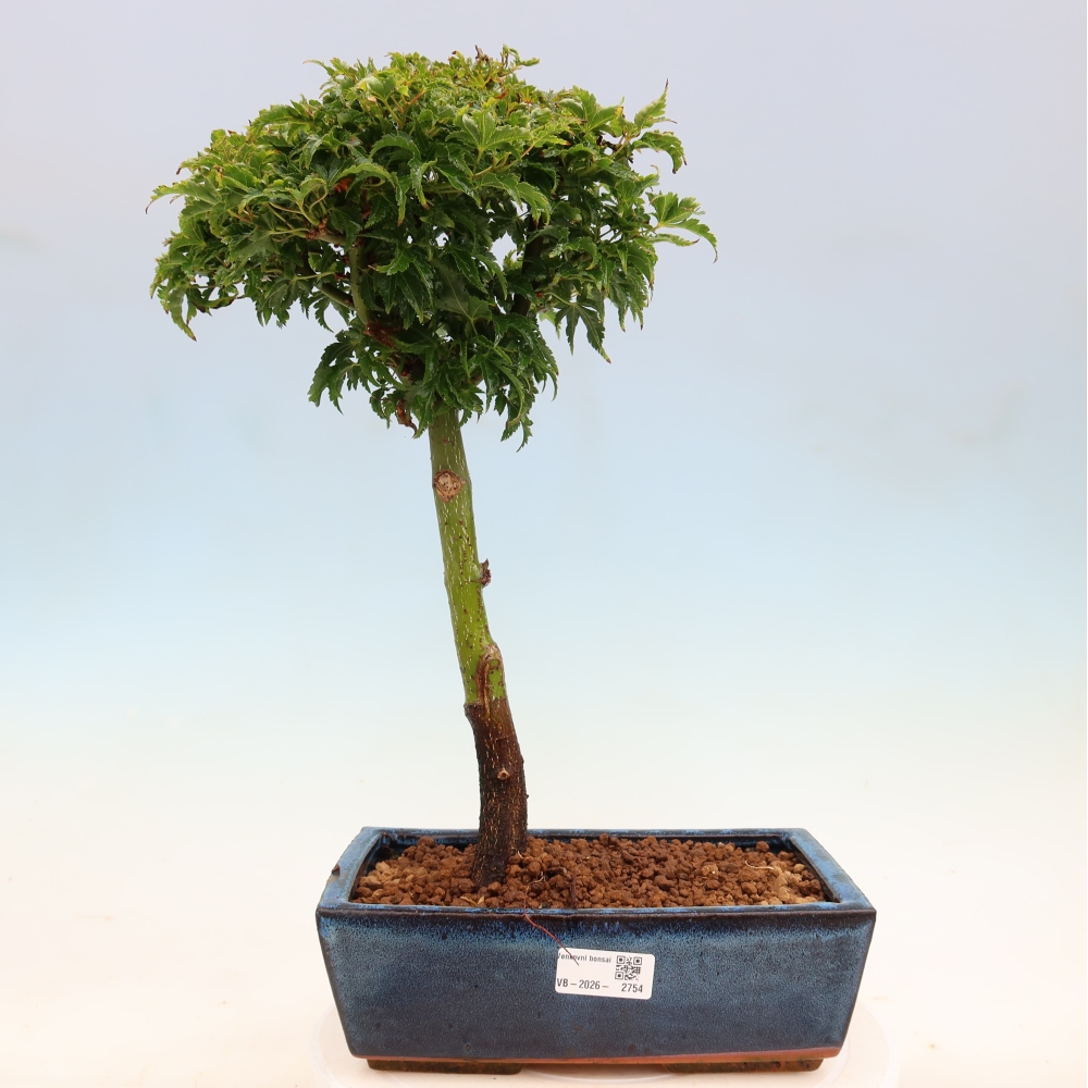 Vonkajšia bonsaj -Javorská palma Acer palmatum Shishigashira