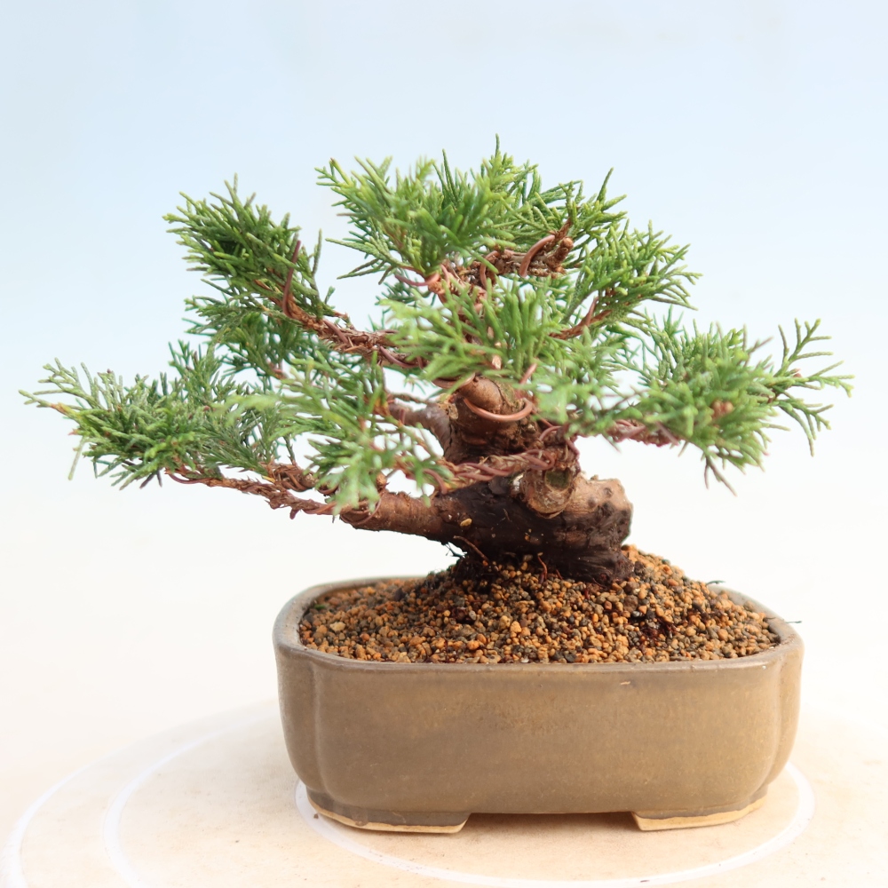 Vonkajší bonsai - Juniperus chinensis Itoigawa -Jalovec čínsky
