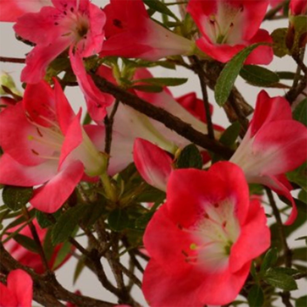 Vonkajšie bonsaje - Japonské azalky - Azalea Beniko