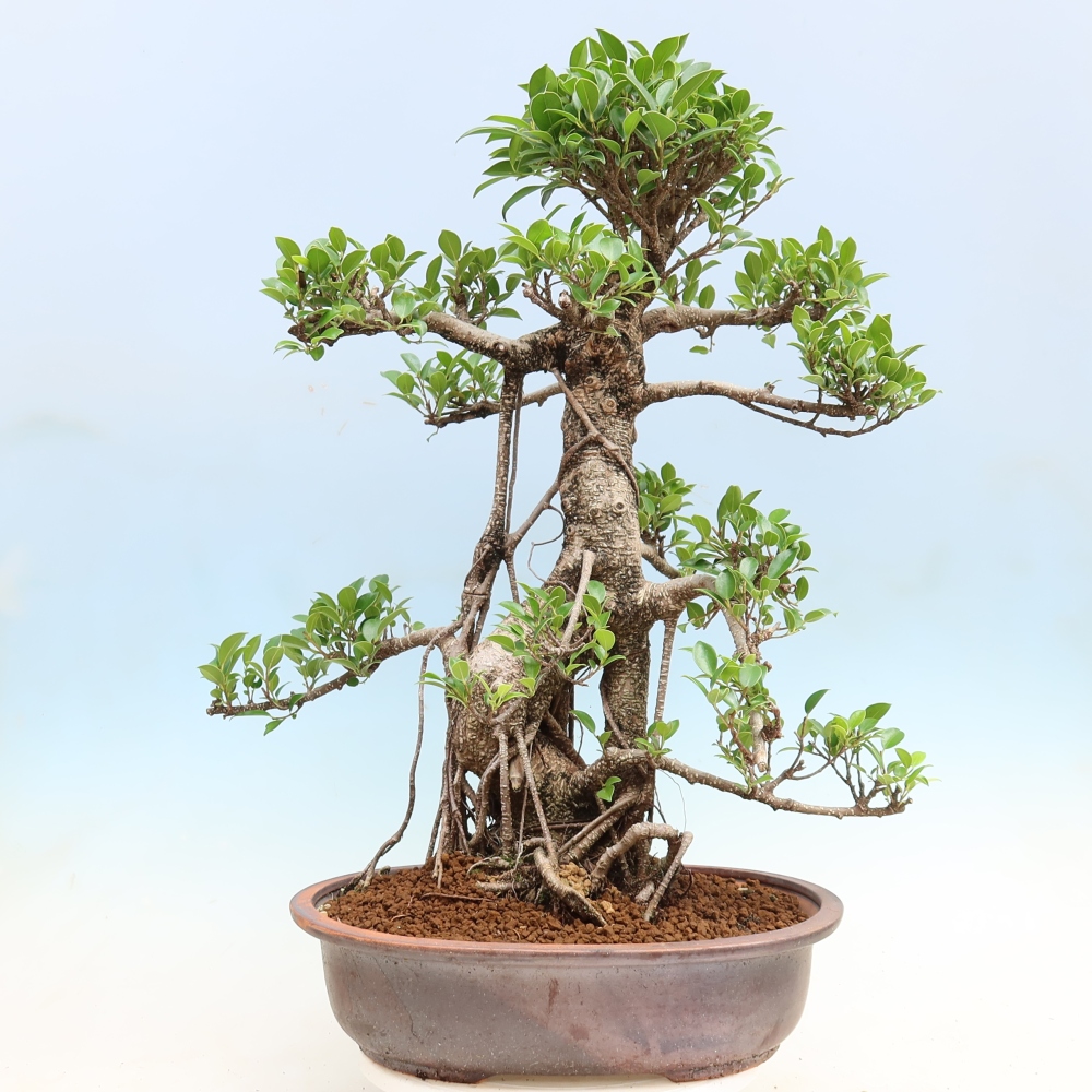 Izbové bonsaje - Ficus kimmen - drobnolistý fikus