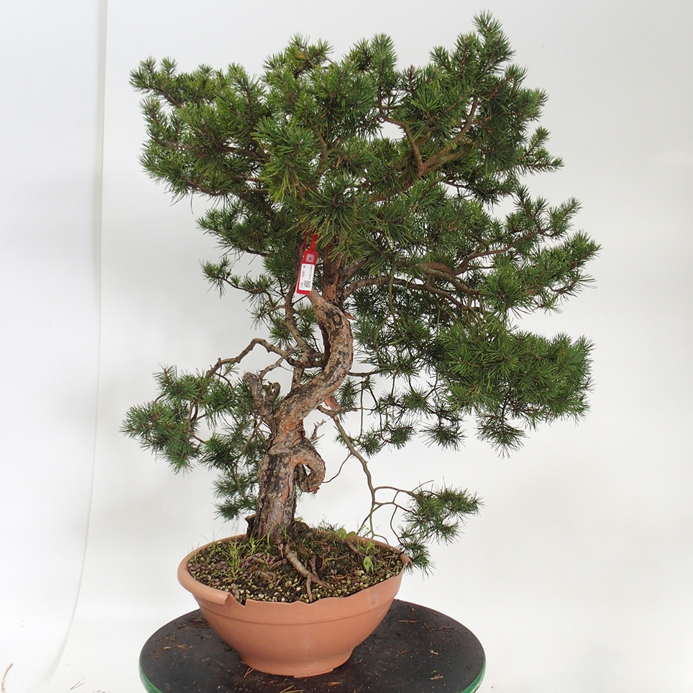 Yamadori - Pinus sylvestris Španielsko