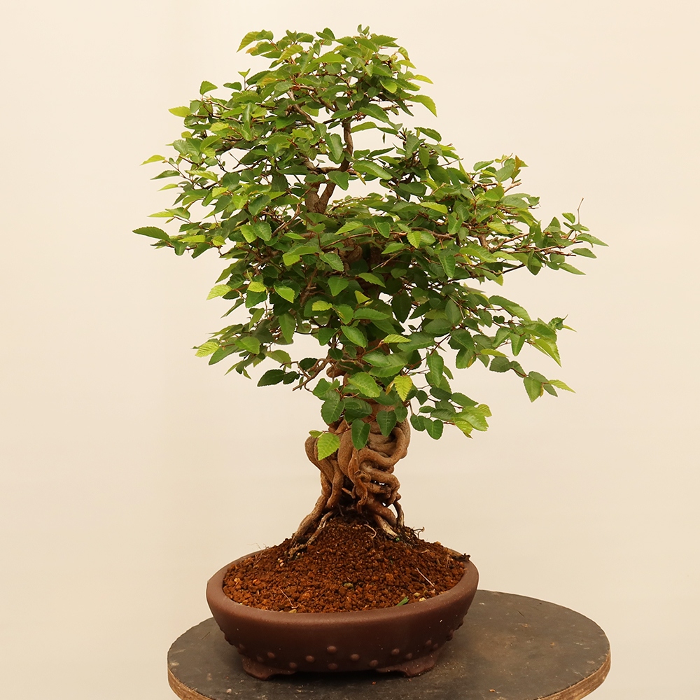 Vonkajší bonsai -Carpinus Coreana - Hrab kórejský