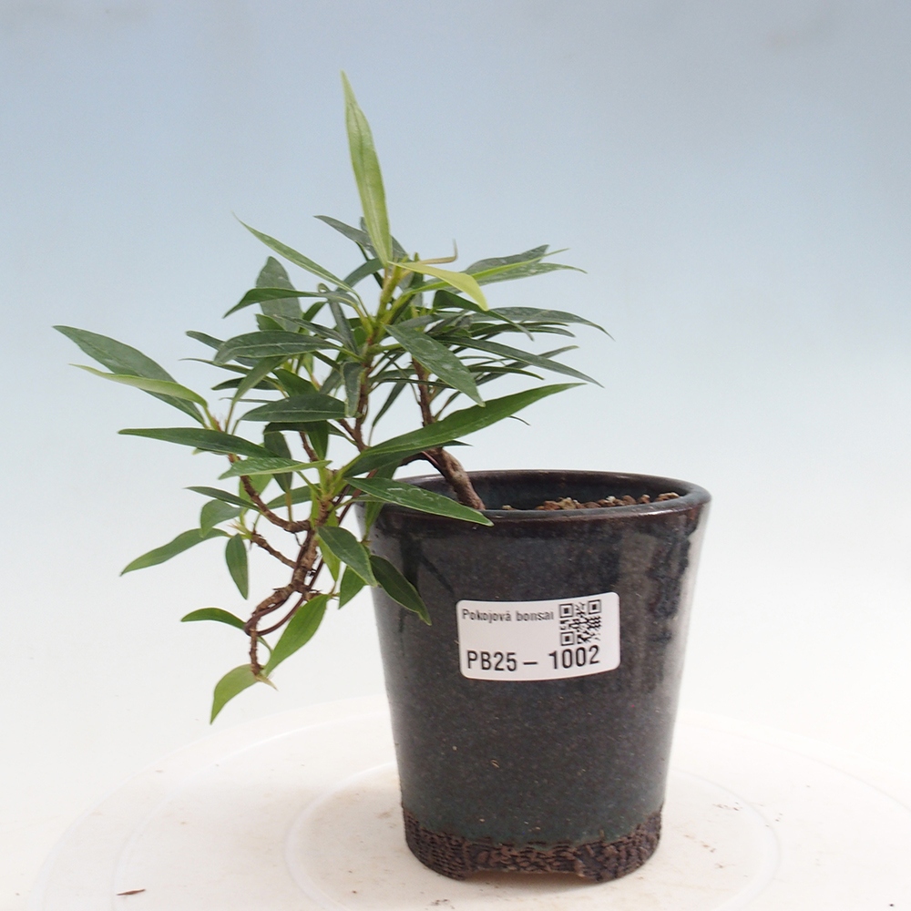Izbová bonsai - Ficus nerifolia - malolistý fikus